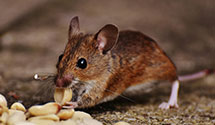 24 Hour & Emergency Exterminators in New Berlin, WI
